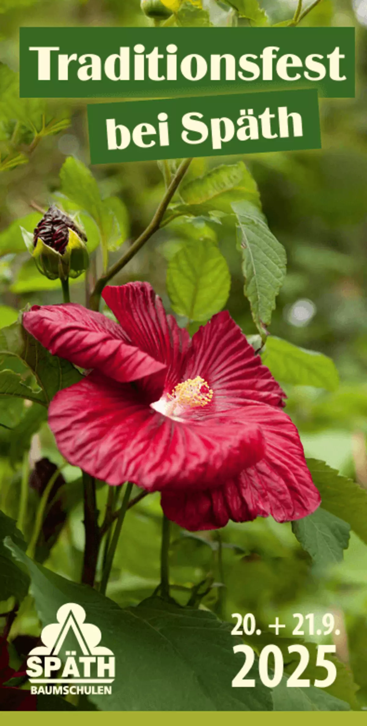 Große rote Hibiskusblüte vor grünem Blätterhintergrund mit der Aufschrift „Traditionsfest bei Späth – 20. + 21.9.2025“ und Logo der Späth’schen Baumschulen.