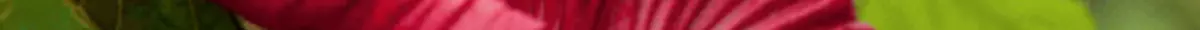 Große rote Hibiskusblüte vor grünem Blätterhintergrund mit der Aufschrift „Traditionsfest bei Späth – 20. + 21.9.2025“ und Logo der Späth’schen Baumschulen.