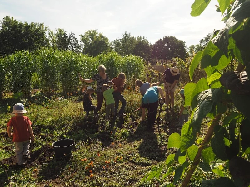 Eine Gruppe von Menschen steht auf einem Acker, umgeben von Pflanzen und Grün. Es sind Kinder und Erwachsene zu sehen, die den Boden mit einem Spaten bearbeiten und Kartoffeln ernten. Im Hintergrund ist ein Feld zu sehen. Das Bild zeigt Menschen auf dem Erntefest auf dem Weltacker in Berlin. 